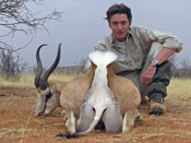 Springbok Antilope
